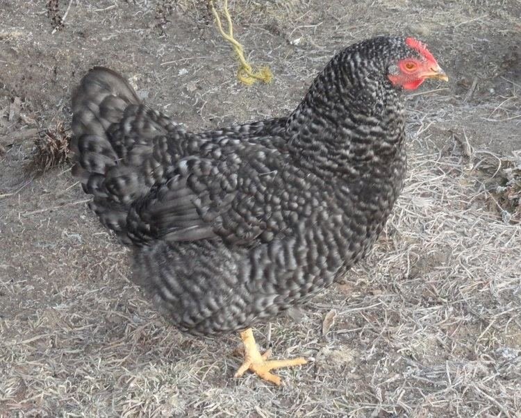 Netherlands - chicken road gokspel