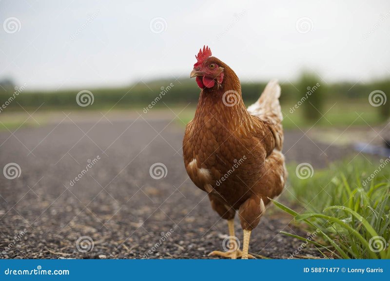 Introduction to chicken road casino