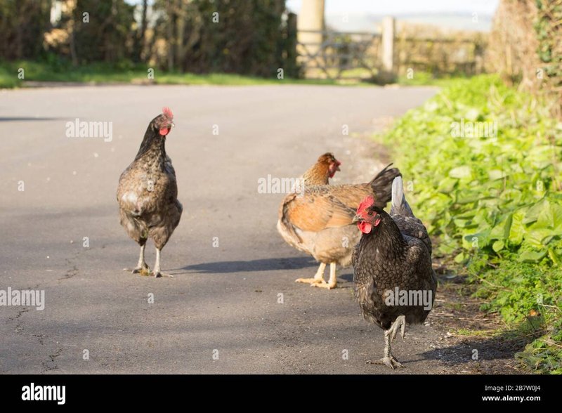 Découvrez le Road du Poulet, un Jeu de Casino en Ligne Populaire en France - aperçu